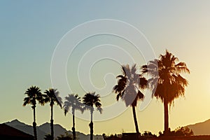 A mountains and palm trees in silhouette in the distance Arizona beautiful sunset