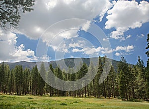 Montagne pino alberi un il cielo 