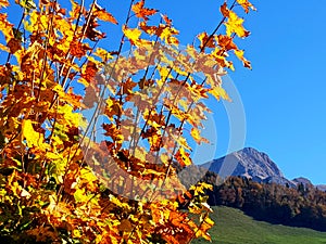 Mountains relief under the blue sky with autumn vegetation.