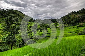 Mountains And Rice Plantations In The Annapurna