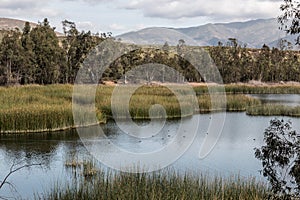 Mountains, Trees, Marsh Grass and Lake