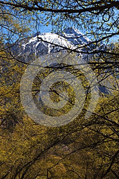 Mountains trough trees. Stepantsminda. Georgia. photo