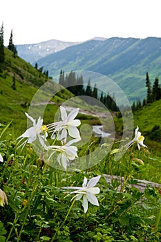 Mountains, valleys, and wildflowers