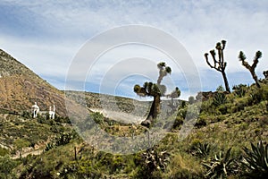 Mountains and vegetation in the desert