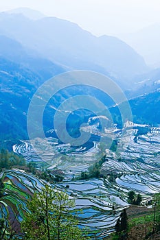 Mountains view of Yuanyang Rice Terraces in blue mist