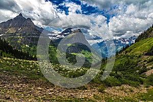 Mountains and Wildflowers of Glacier National Park on the Going-to-the-Sun Road