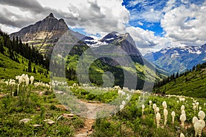 Mountains and Wildflowers of Glacier National Park on the Going-to-the-Sun Road