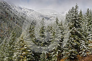 Mountains, winter snowy forest
