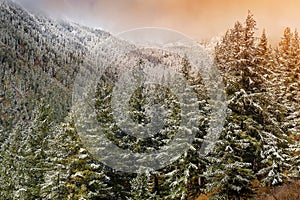 Mountains, winter snowy forest