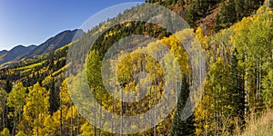 Mountainside of Aspens at McClure Pass