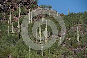 Mountainside of Cactus