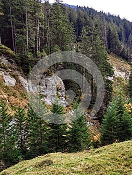 Mountainside with conifers and grasses