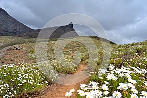 Mountainside covered with marguerites