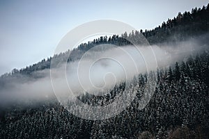 Mountainside of evergreen trees covered in snow and thick fog on a cold winter day