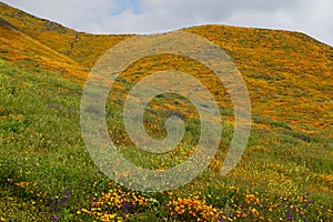 Mountainside of Poppies in Spring