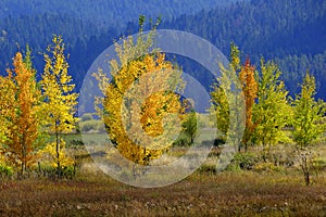 Mountainside Wilderness Forest of Fall Aspen Trees Golden and Green Colors Autumn