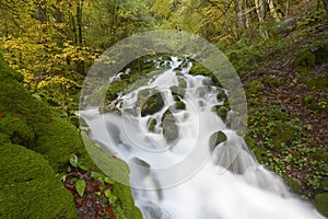 Mountainstream with autumn leaves