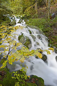 Mountainstream with autumn leaves