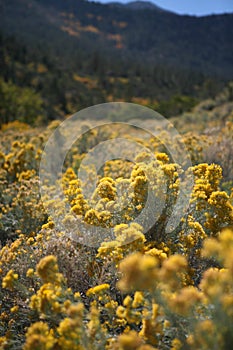 Mountaintop Wildflowers