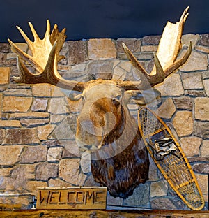 mounted moose, Alces, head with snowshoe and welcome sign on stone farm wall