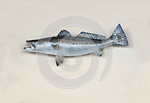 Mounted saltwater sea trout