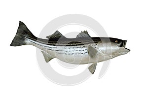 Mounted Striped Bass isolated on white