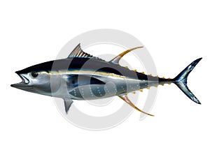 Mounted Yellowfin Tuna