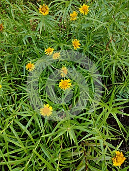 Mounten flowers