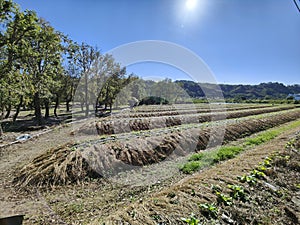 Mounts of harvested rice stalks