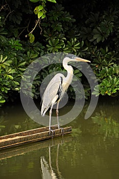 Moura heron in the forest looking at the mangrove photo