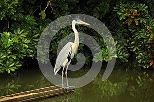 Moura heron in the forest looking at the mangrove photo