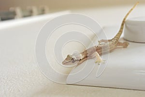 Mournful Gecko walks on a home wall