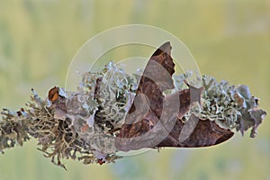 Mournful Sphinx moth resting on tree lichen.