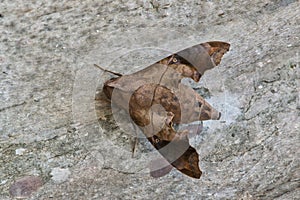 Mournful Sphinx moth on tree bark.