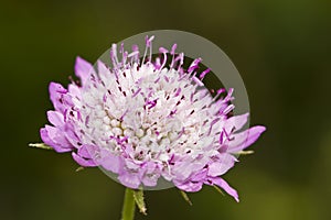 Mourning Bride (Scabiosa atropurpurea)