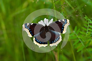 Mourning-cloak Butterfly photo