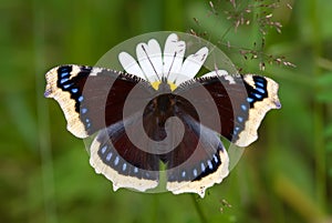 Mourning-cloak Butterfly photo