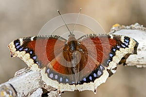 Mourning Cloak Butterfly