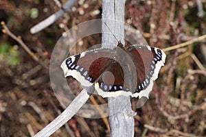 Mourning cloak butterfly Camberwell beauty butterfly on a dry branch photo