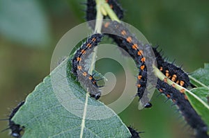 Mourning cloak butterfly caterpillars (Nymphalis antiopa) photo