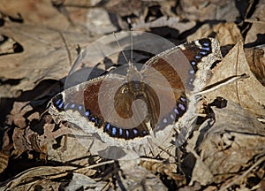 Mourning Cloak Butterfly on Dead Leaves