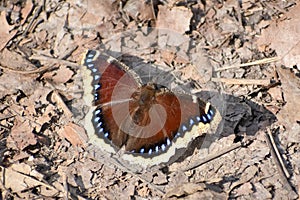 Mourning Cloak Butterfly - Nymphalis Antiopa