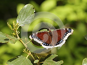 Mourning Cloak Butterfly - Nymphalis antiopa