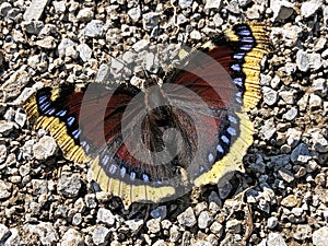 The Mourning cloak butterfly Nymphalis antiopa, Camberwell Beauty, Der Trauermantel Schmetterling