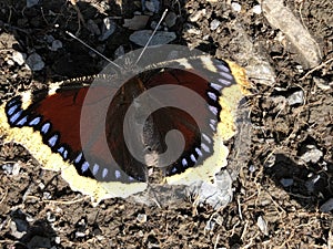 The Mourning cloak butterfly Nymphalis antiopa, Camberwell Beauty, Der Trauermantel Schmetterling