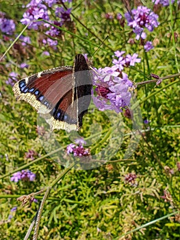 Mourning Cloak Butterfly Nymphalis antiopa or Camberwell Beauty on purple vervain Verbena flowers photo