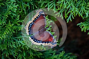 Mourning Cloak Butterfly (Nymphalis antiopa) photo