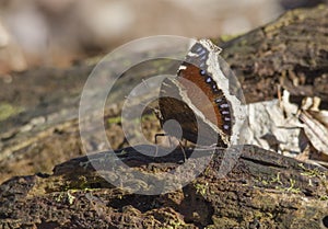 Mourning Cloak Butterfly on Tree Trunk