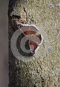 Mourning Cloak Butterfly on a Tree Trunk