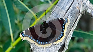 Mourning cloak, Camberwell Beauty or Nymphalis antiopa close-up, selective focus, shallow DOF photo